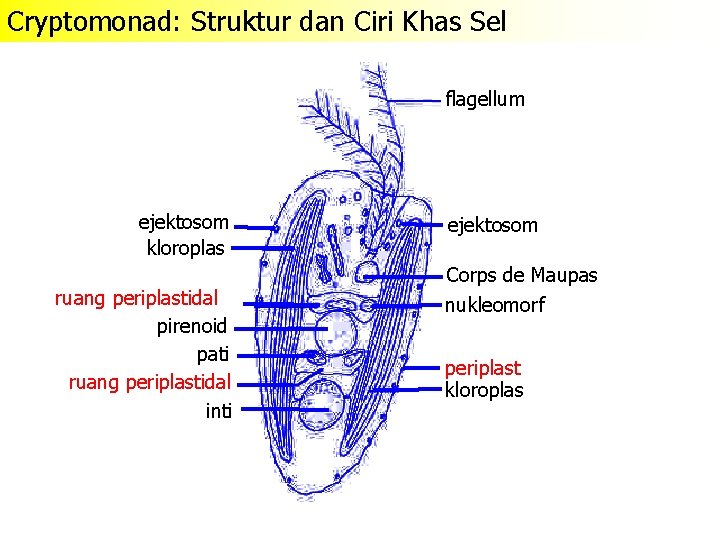 Cryptomonad: Struktur dan Ciri Khas Sel flagellum ejektosom kloroplas ruang periplastidal pirenoid pati ruang