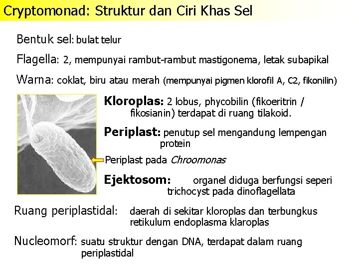 Cryptomonad: Struktur dan Ciri Khas Sel Bentuk sel: bulat telur Flagella: 2, mempunyai rambut-rambut