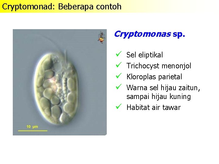 Cryptomonad: Beberapa contoh Cryptomonas sp. ü ü Sel eliptikal Trichocyst menonjol Kloroplas parietal Warna