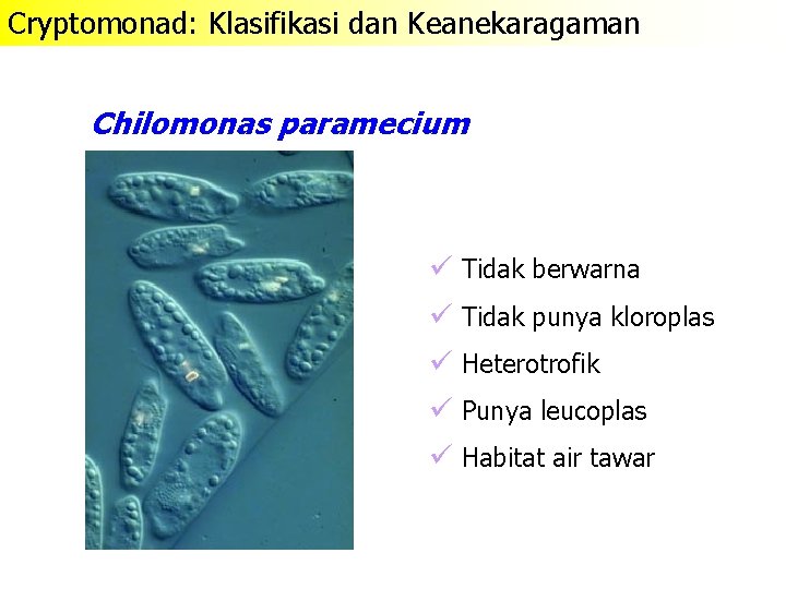 Cryptomonad: Klasifikasi dan Keanekaragaman Chilomonas paramecium ü Tidak berwarna ü Tidak punya kloroplas ü