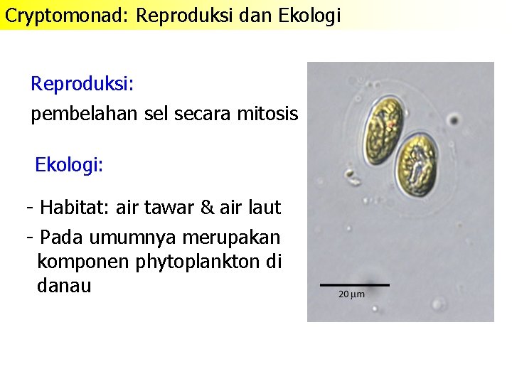 Cryptomonad: Reproduksi dan Ekologi Reproduksi: pembelahan sel secara mitosis Ekologi: - Habitat: air tawar