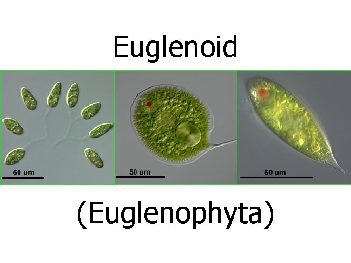 Euglenoid (Euglenophyta) 