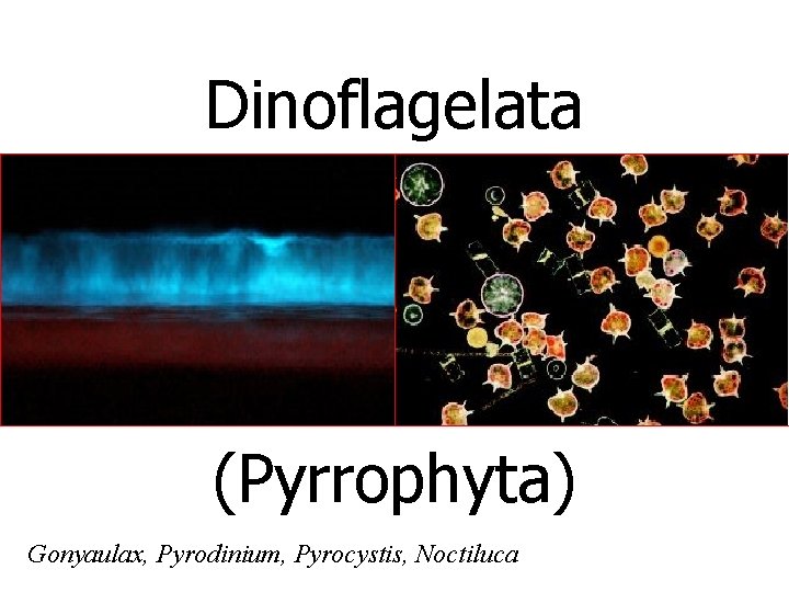 Dinoflagelata (Pyrrophyta) Gonyaulax, Pyrodinium, Pyrocystis, Noctiluca 