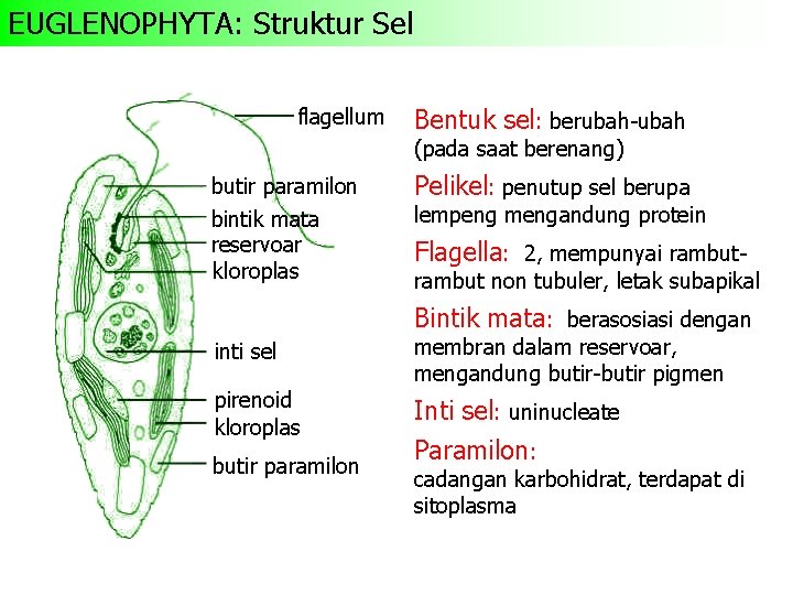 EUGLENOPHYTA: Struktur Sel flagellum Bentuk sel: berubah-ubah (pada saat berenang) butir paramilon bintik mata