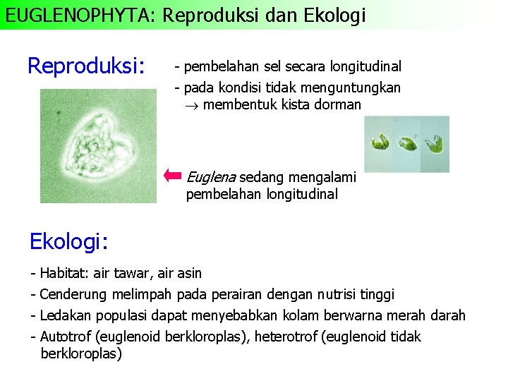 EUGLENOPHYTA: Reproduksi dan Ekologi Reproduksi: - pembelahan sel secara longitudinal - pada kondisi tidak