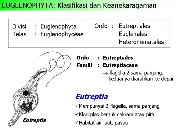 EUGLENOPHYTA: Klasifikasi dan Keanekaragaman Divisi Kelas : Euglenophyta : Euglenophyceae Ordo Famili Ordo :