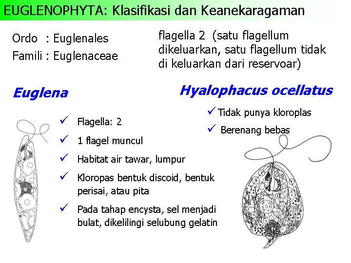 EUGLENOPHYTA: Klasifikasi dan Keanekaragaman Ordo : Euglenales Famili : Euglenaceae flagella 2 (satu flagellum