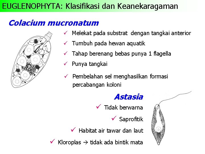 EUGLENOPHYTA: Klasifikasi dan Keanekaragaman Colacium mucronatum ü Melekat pada substrat dengan tangkai anterior ü