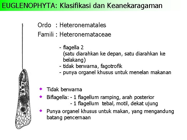 EUGLENOPHYTA: Klasifikasi dan Keanekaragaman Ordo : Heteronematales Famili : Heteronemataceae - flagella 2 (satu