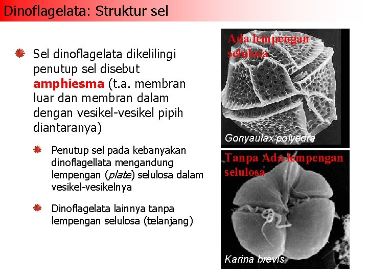 Dinoflagelata: Struktur sel Sel dinoflagelata dikelilingi penutup sel disebut amphiesma (t. a. membran luar