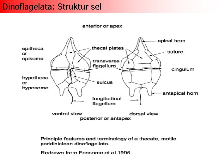 Dinoflagelata: Struktur sel 