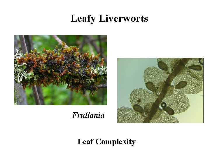 Leafy Liverworts Frullania Leaf Complexity 