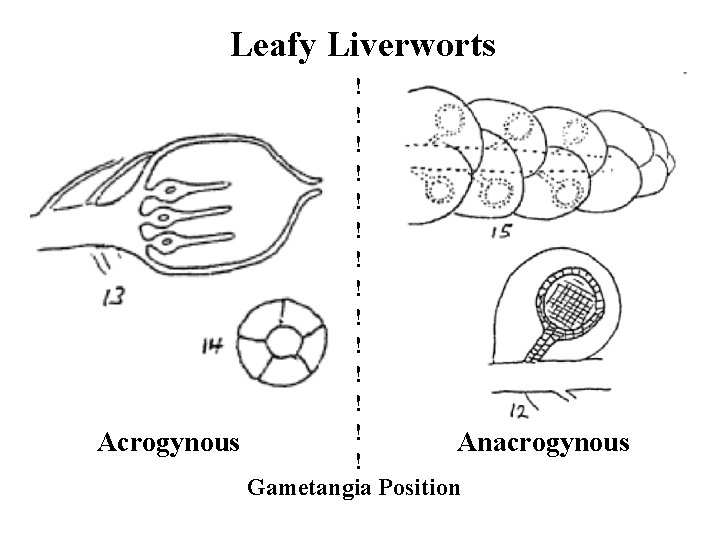 Leafy Liverworts ! ! ! ! Acrogynous Anacrogynous ! Gametangia Position 