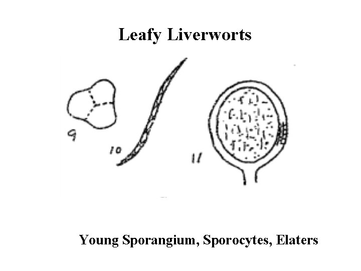 Leafy Liverworts Young Sporangium, Sporocytes, Elaters 