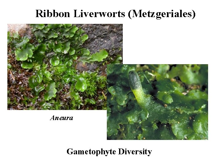 Ribbon Liverworts (Metzgeriales) Aneura Gametophyte Diversity 