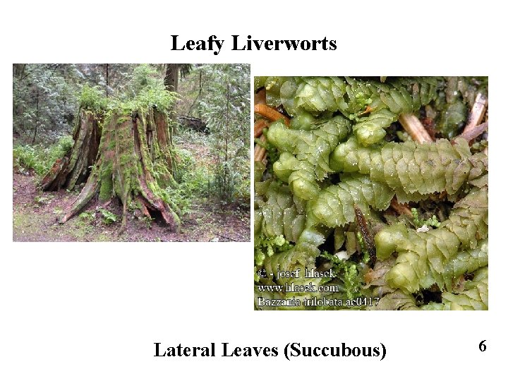 Leafy Liverworts Lateral Leaves (Succubous) 6 