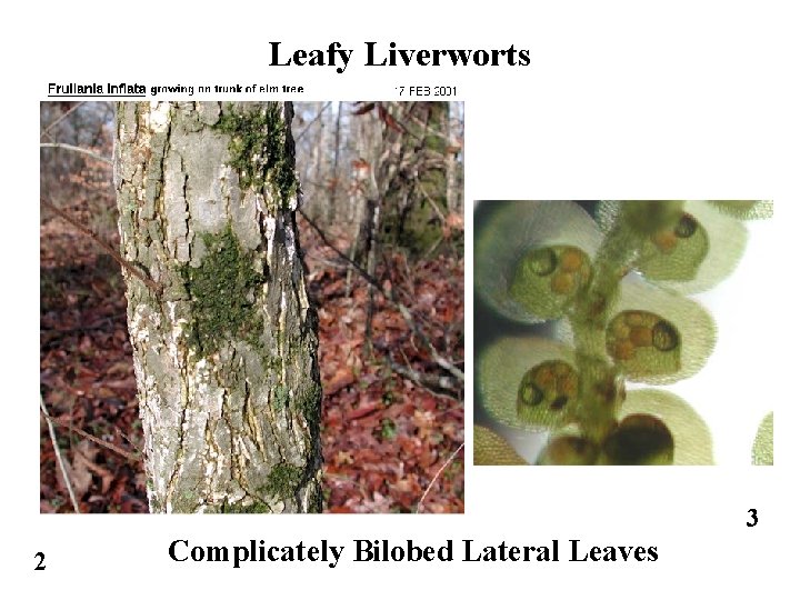 Leafy Liverworts 3 2 Complicately Bilobed Lateral Leaves 