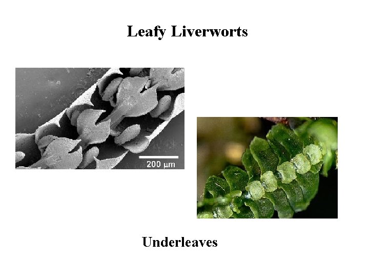 Leafy Liverworts Underleaves 