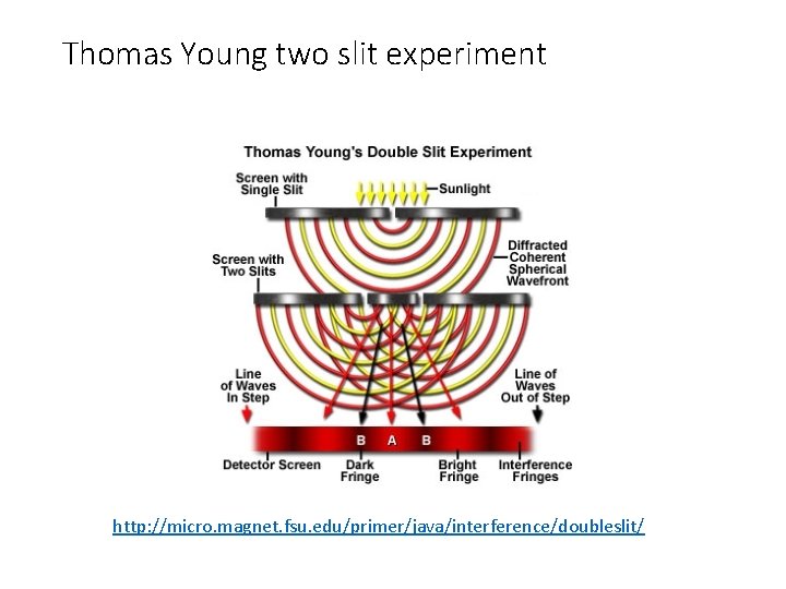 Thomas Young two slit experiment http: //micro. magnet. fsu. edu/primer/java/interference/doubleslit/ 