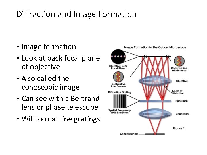 Diffraction and Image Formation • Image formation • Look at back focal plane of