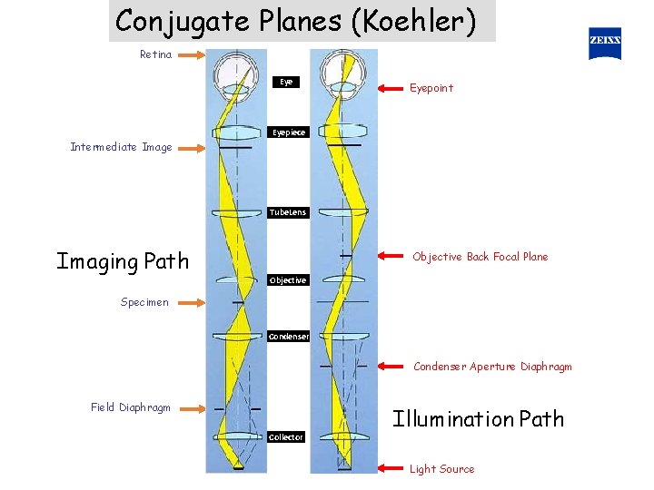 Conjugate Planes (Koehler) Retina Eyepoint Eyepiece Intermediate Image Tube. Lens Imaging Path Objective Back