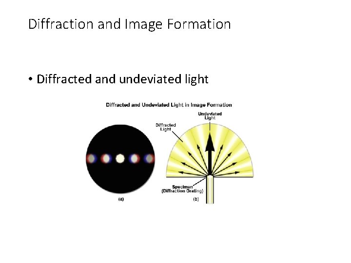 Diffraction and Image Formation • Diffracted and undeviated light 