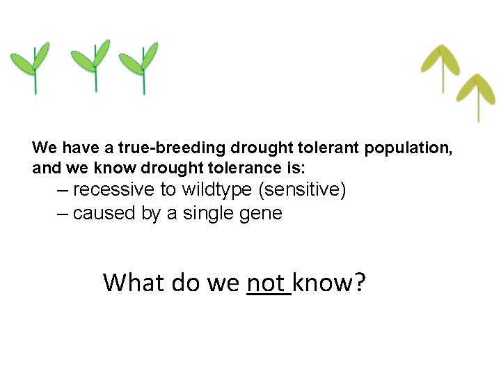 We have a true-breeding drought tolerant population, and we know drought tolerance is: –