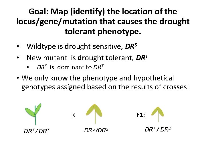 Goal: Map (identify) the location of the locus/gene/mutation that causes the drought tolerant phenotype.