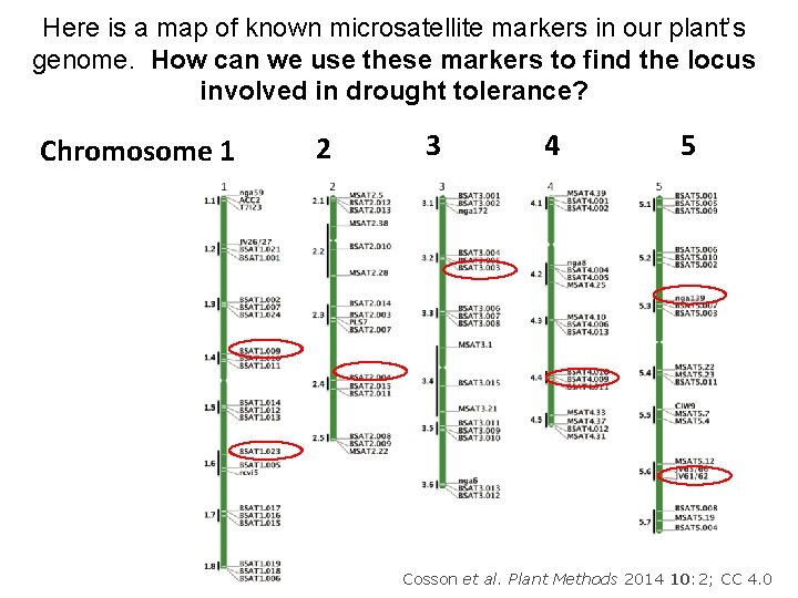 Here is a map of known microsatellite markers in our plant’s genome. How can