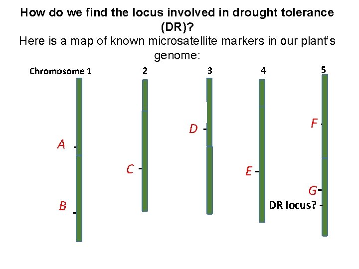 How do we find the locus involved in drought tolerance (DR)? Here is a