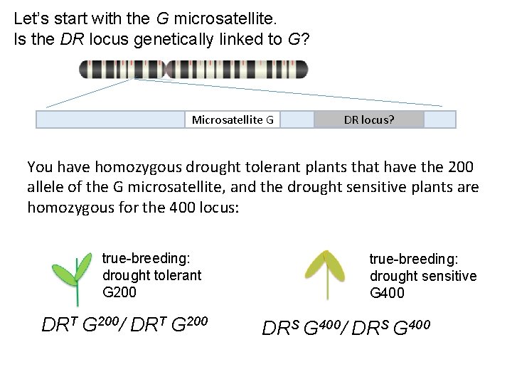 Let’s start with the G microsatellite. Is the DR locus genetically linked to G?