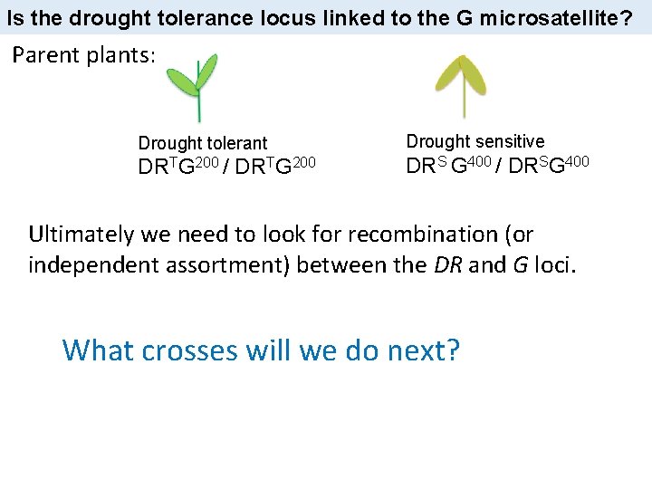 Is the drought tolerance locus linked to the G microsatellite? Parent plants: Drought tolerant