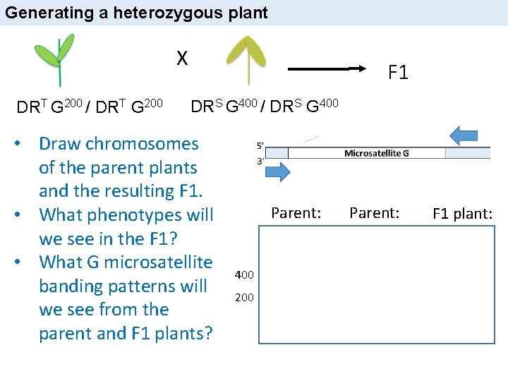 Generating a heterozygous plant X DRT G 200 / DRT G 200 F 1