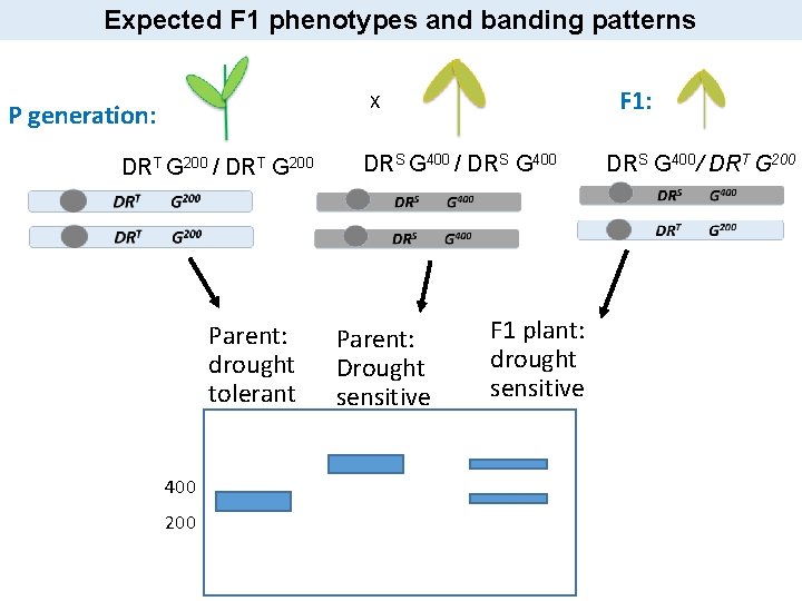 Expected F 1 phenotypes and banding patterns F 1: X P generation: DRT G