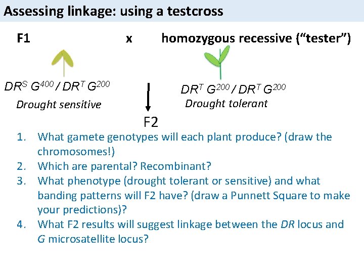 Assessing linkage: using a testcross F 1 x homozygous recessive (“tester”) DRS G 400