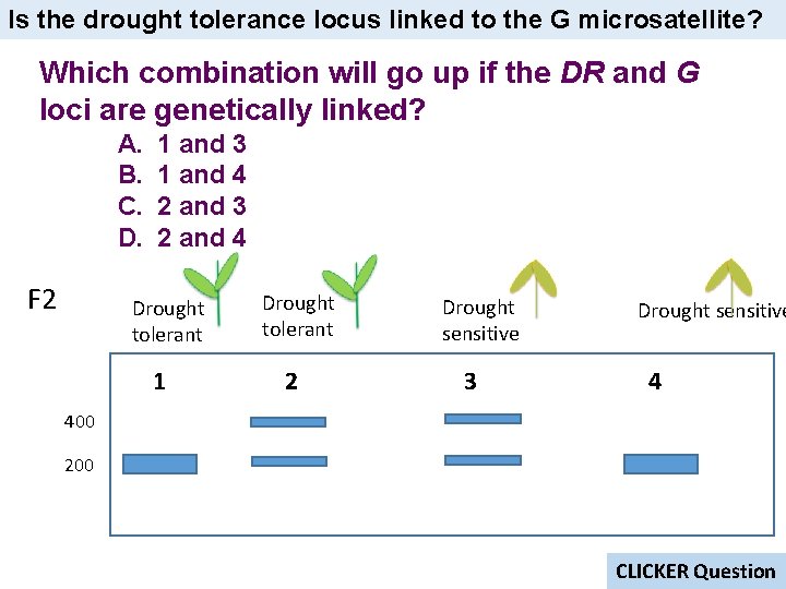 Is the drought tolerance locus linked to the G microsatellite? Which combination will go