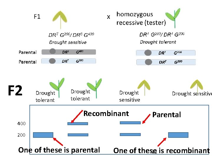 F 2 Drought tolerant Drought sensitive Recombinant Drought sensitive Parental 400 200 One of