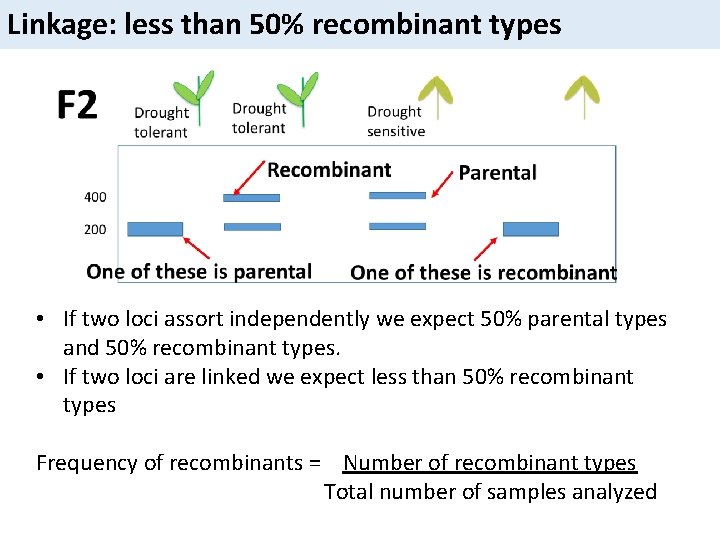 Linkage: less than 50% recombinant types • If two loci assort independently we expect