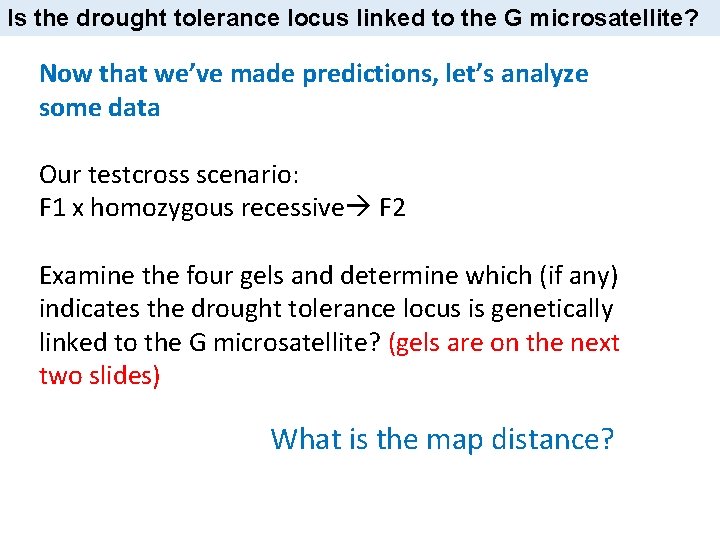 Is the drought tolerance locus linked to the G microsatellite? Now that we’ve made