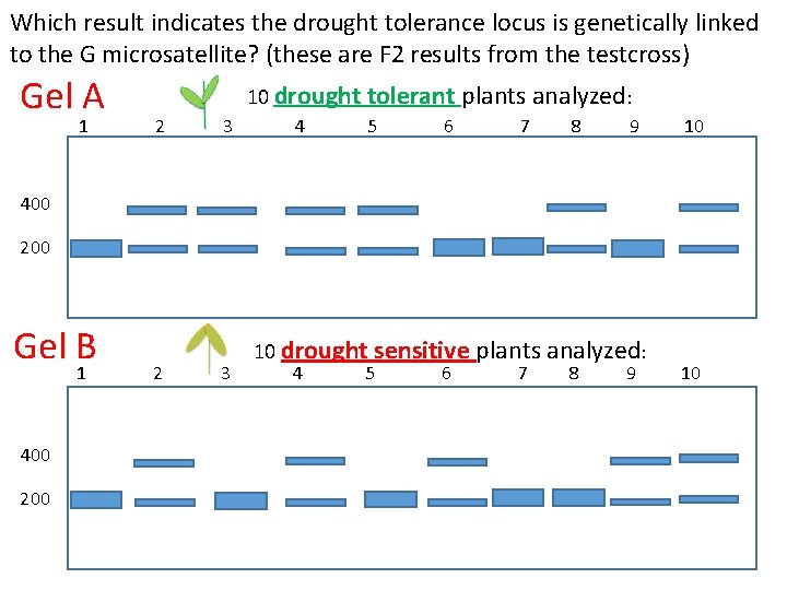 Which result indicates the drought tolerance locus is genetically linked to the G microsatellite?