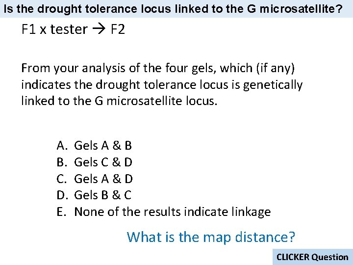 Is the drought tolerance locus linked to the G microsatellite? F 1 x tester