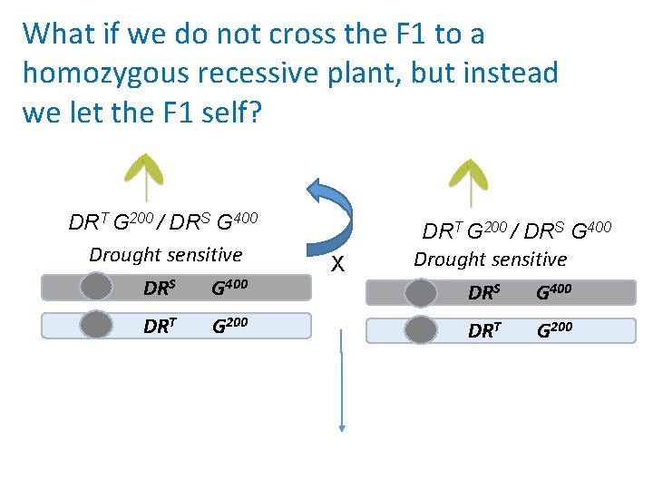 What if we do not cross the F 1 to a homozygous recessive plant,