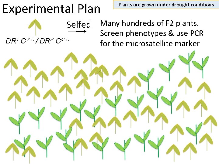 Experimental Plants are grown under drought conditions Selfed Many hundreds of F 2 plants.