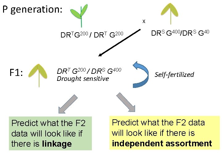 P generation: X DRTG 200 / DRT G 200 F 1: DRT G 200