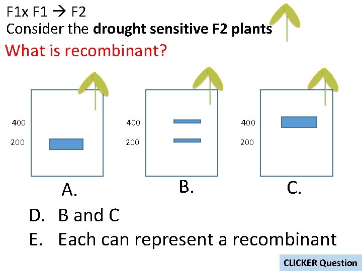 F 1 x F 1 F 2 Consider the drought sensitive F 2 plants