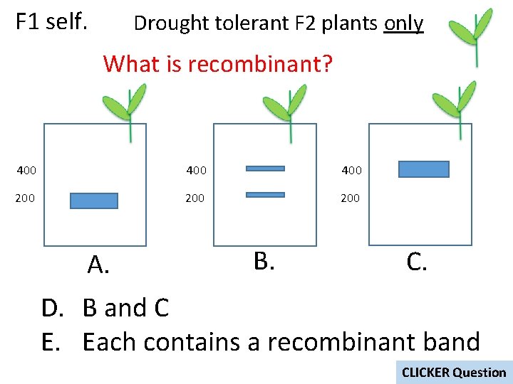 F 1 self. Drought tolerant F 2 plants only What is recombinant? 400 400