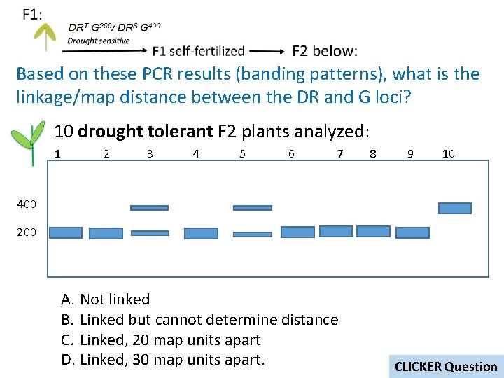 Based on these PCR results (banding patterns), what is the linkage/map distance between the