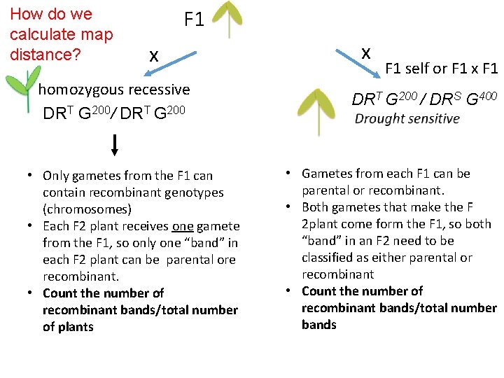 How do we calculate map distance? F 1 x homozygous recessive DRT G 200/