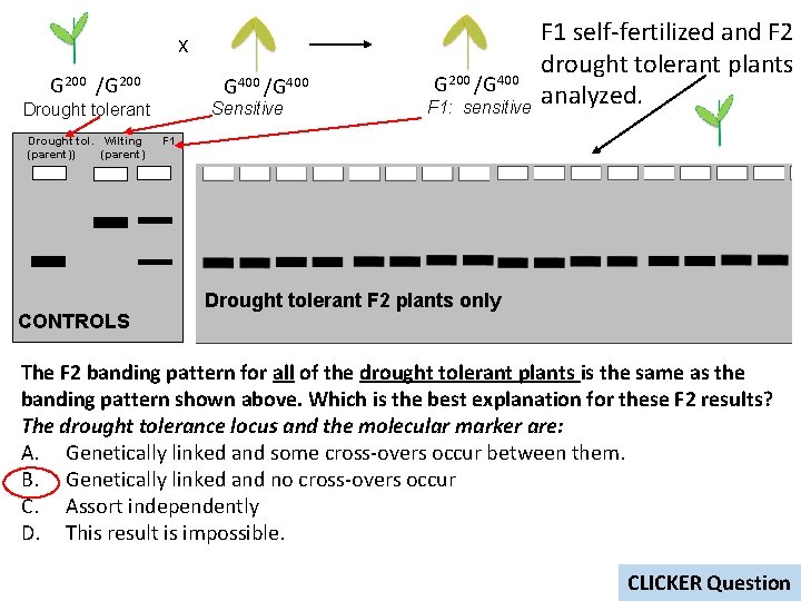 X G 200 /G 200 G 400 /G 400 Sensitive Drought tolerant Drought tol.