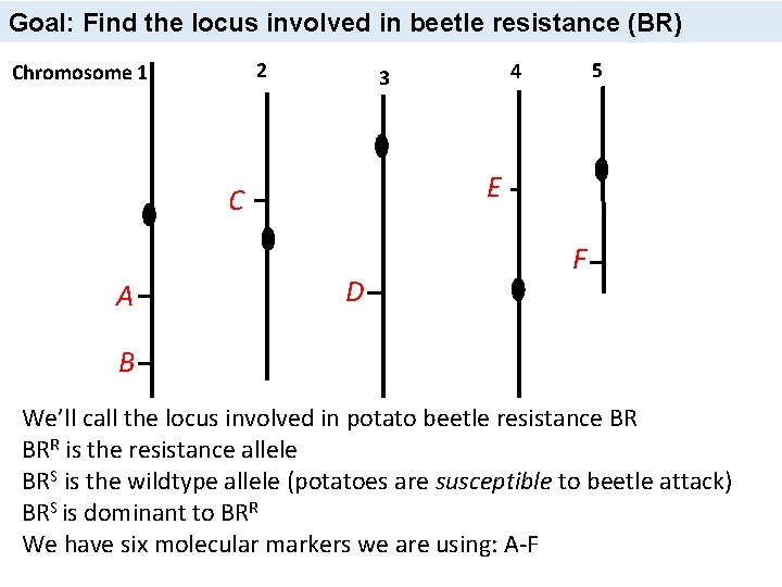 Goal: Find the locus involved in beetle resistance (BR) 2 Chromosome 1 E C